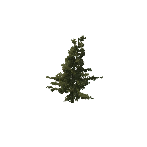 Tree 29